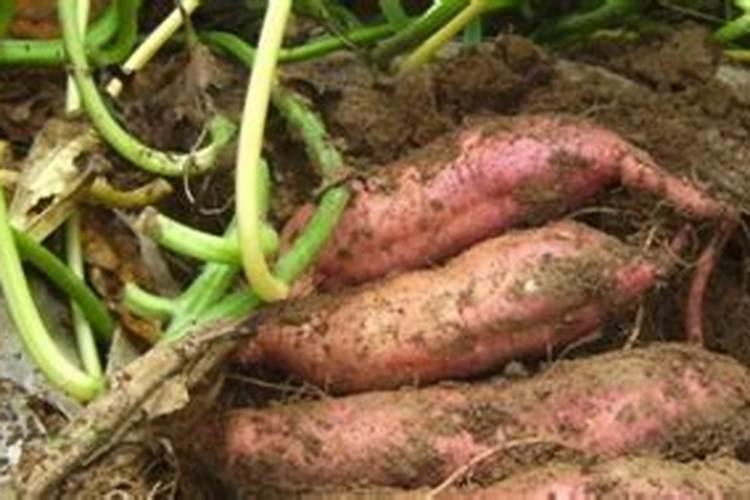 稳定性肥料和控释性肥料有区别吗