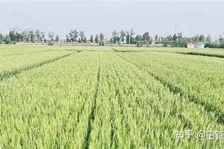 小麦灌浆期喷施什么叶面肥好