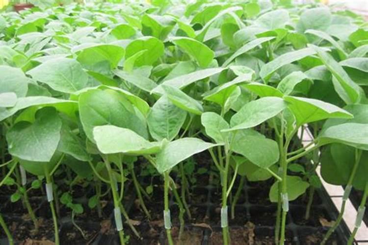 草坪种子发芽后多久可以施肥