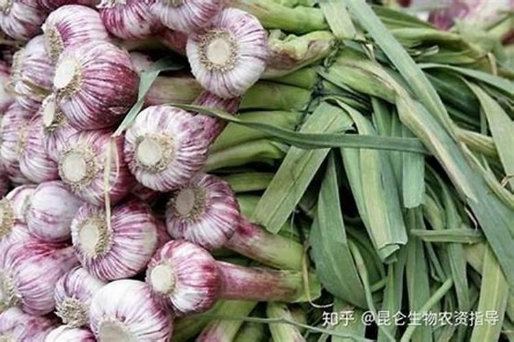 怎么给花补氮肥