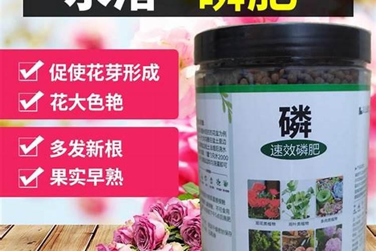 冬瓜高产栽培技术