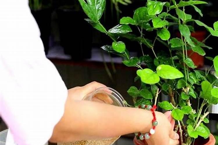 白兰花3月养护,方法得当叶子又绿又肥,早早开出“漂亮花”,如何养呢？