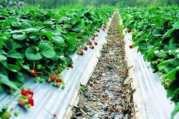 橙子树上催红有什么好方法