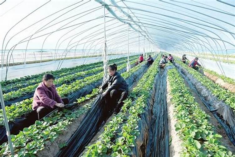 草莓种植怎么管理有助于根系的生长？草莓用什么肥料能够提高出苗率？