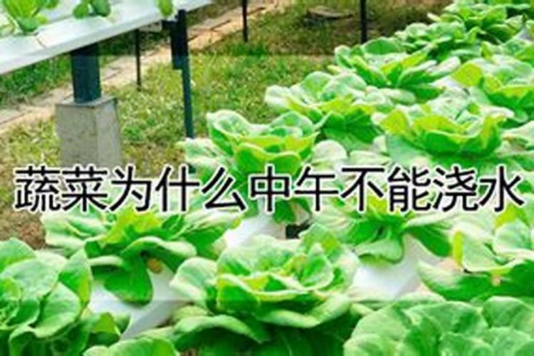 尿素当叶面肥使用方法