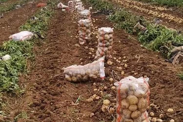 氮肥和磷钾肥能一起用吗 氮肥可以促进植物什么生长