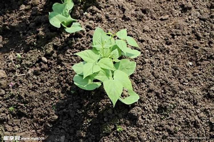 种植黄瓜四季豆初期使用什么肥料合适