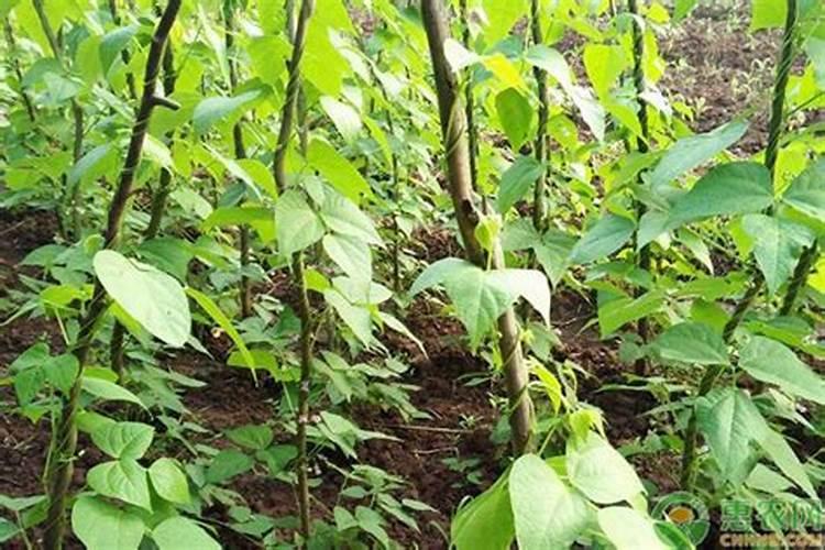 种植四季豆提高产量的施肥技巧有哪些四季豆应该怎么养殖