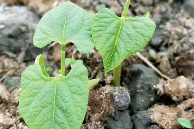 四季豆用什么肥料最好