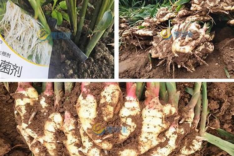 植物生长平衡液有哪些(植物生长平衡液的成分是什么)