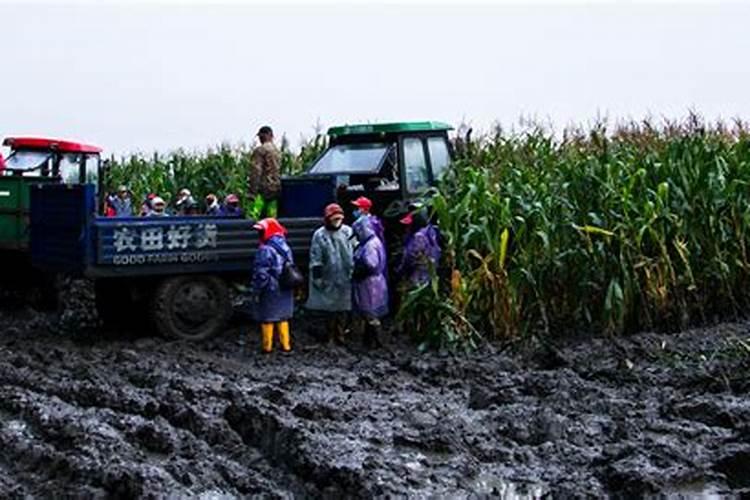 黄土地,黑土地,缺少什么肥料？