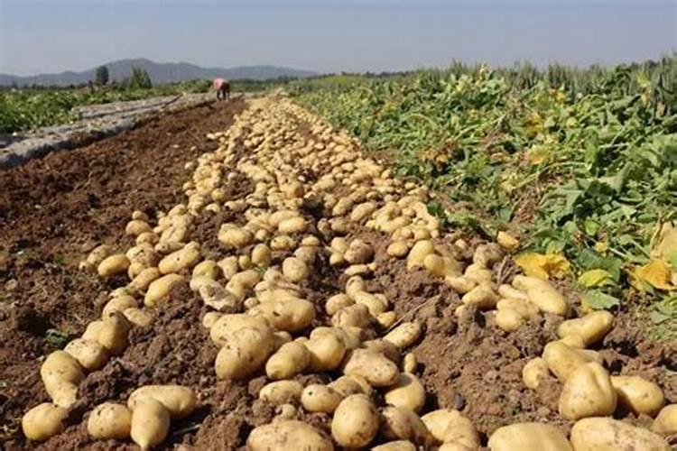 长寿花施什么肥好,长寿花施氮磷钾肥料最好