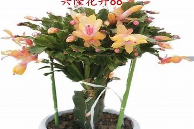 钙镁磷肥成分性质