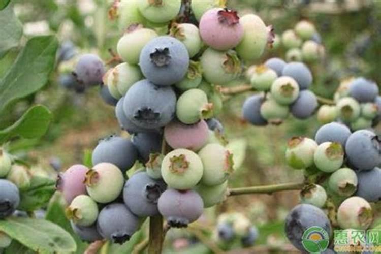 草莓长了很多藤蔓苗怎么处理