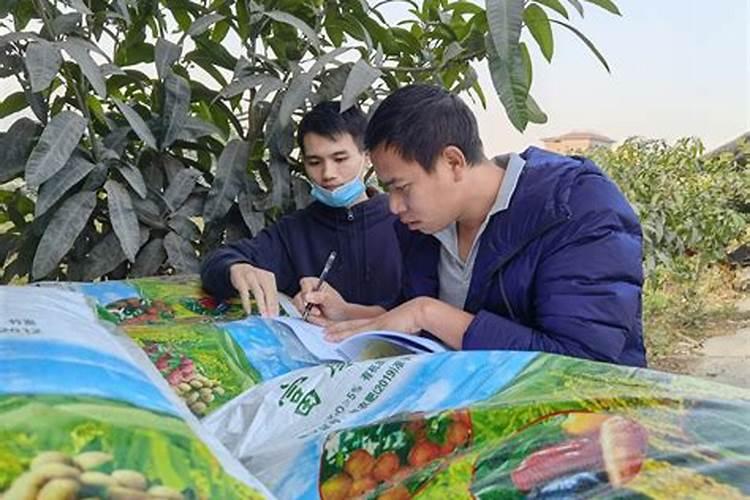 大西红柿用什么叶面肥能使果实膨大？