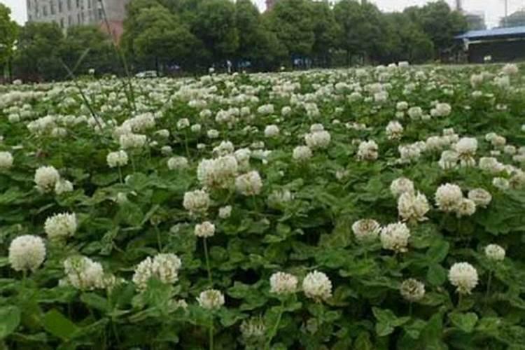 西红柿开花期施什么肥 怎么施肥结果多