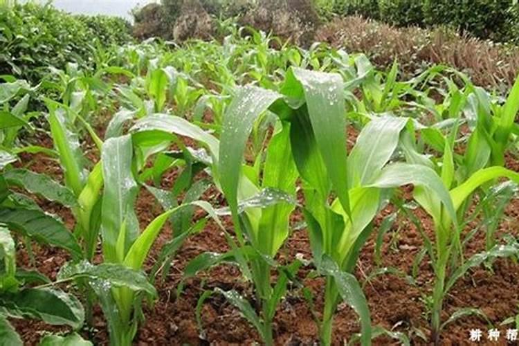 玉米施加钙肥的最佳时间 什么时候使用合适