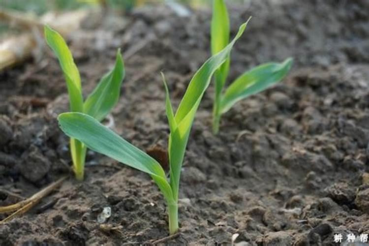 玉米施加钙肥的最佳时间 什么时候使用合适