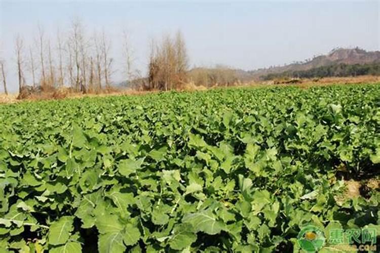 冬油菜施肥三大要点,种植户得牢记!