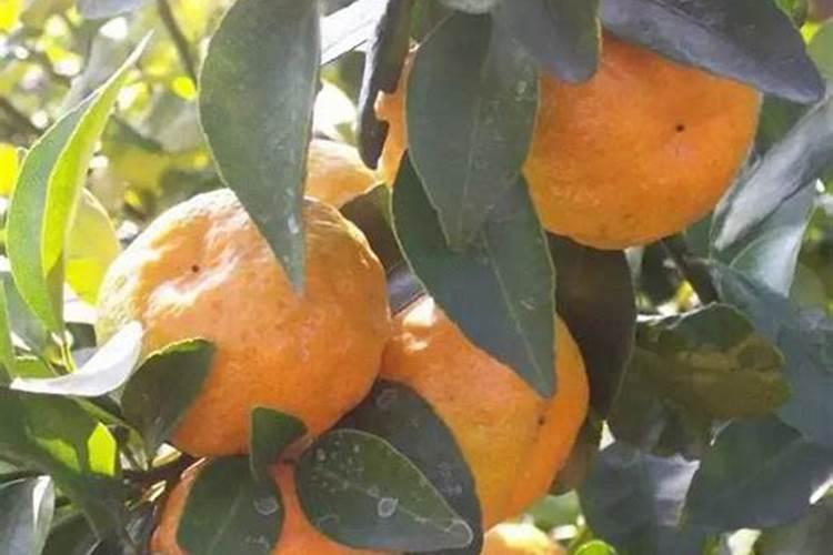 种红薯用什么肥料合适