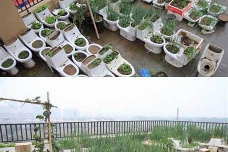 花盆种菜怎么施肥