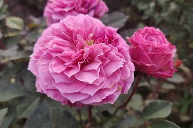 深海无骨鱼怎么做