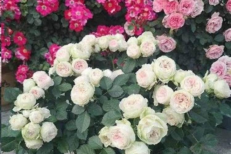 月季花能施骨粉吗？