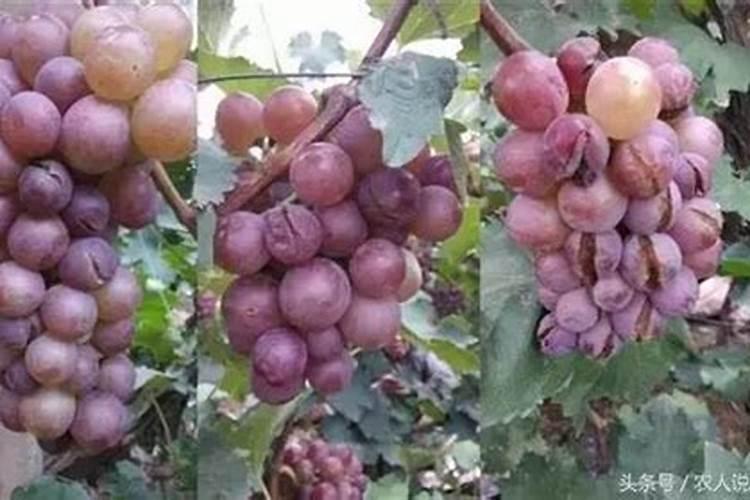 小麦扬花期能否喷灌？