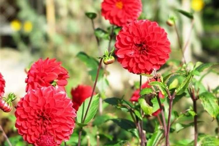 藻类培养的方法及步骤是什么？