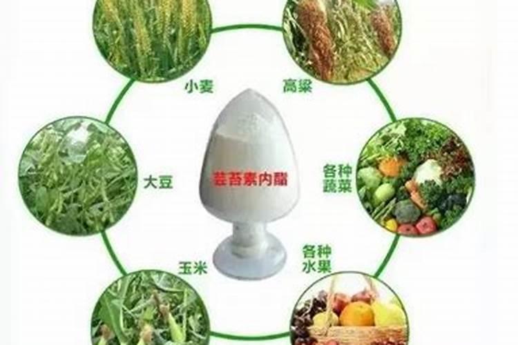 绿萝多久浇一次水,叶面多久喷一次水？