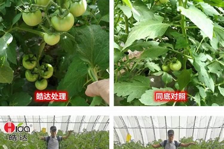想要西红柿红发亮用什么水溶肥好？