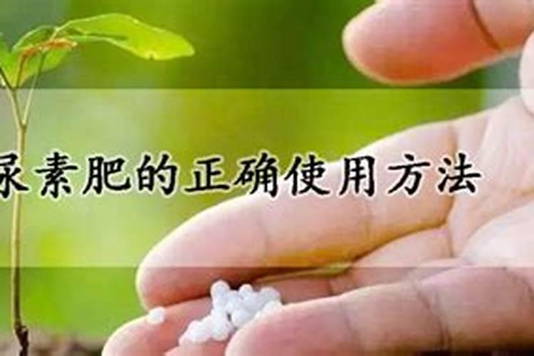 尿素的正确使用方法 化肥尿素的使用有哪些禁忌