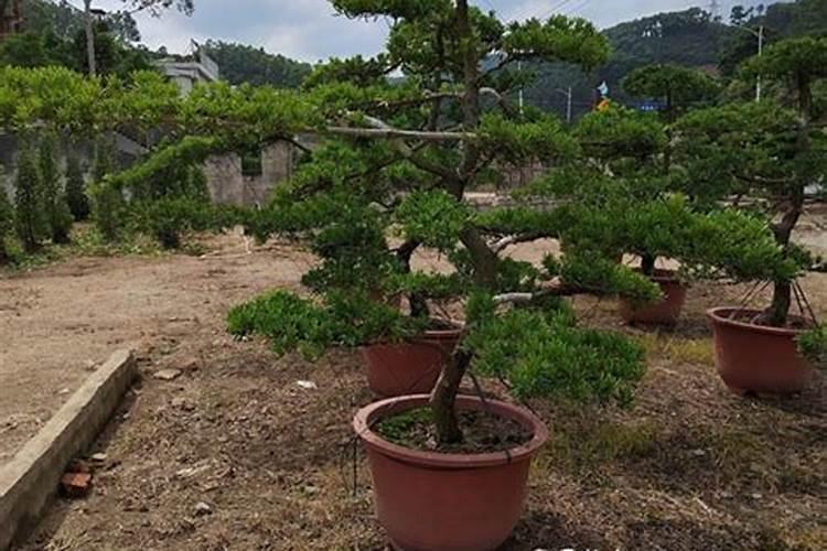 什么叫做巴载天