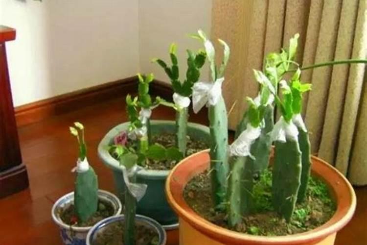 尿素加多少水浇花