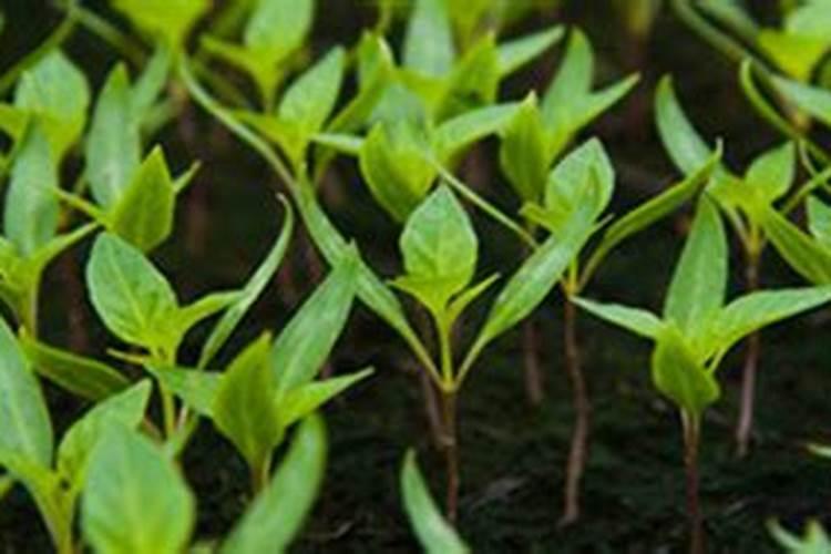 KNO3属于氮肥还是钾肥还是复合肥料？