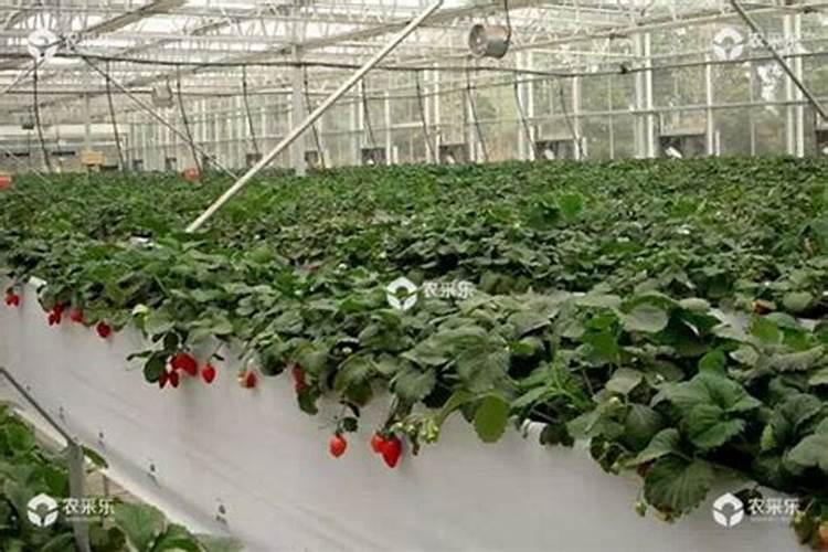 怎样才能使观叶植物叶片绿油油的？