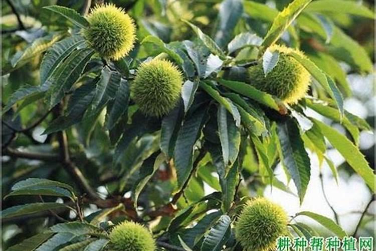 铁树为什么叶子有黄