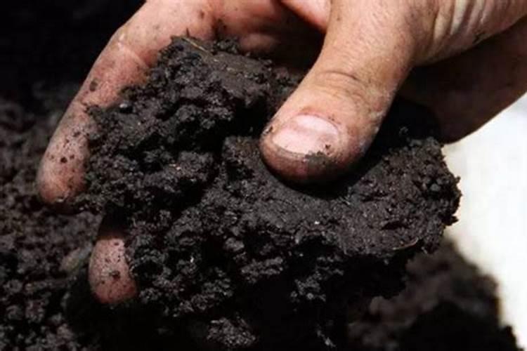 丝瓜不坐果最简单三个步骤