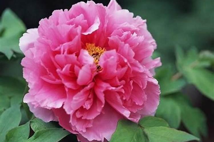 农家肥氮肥有哪些