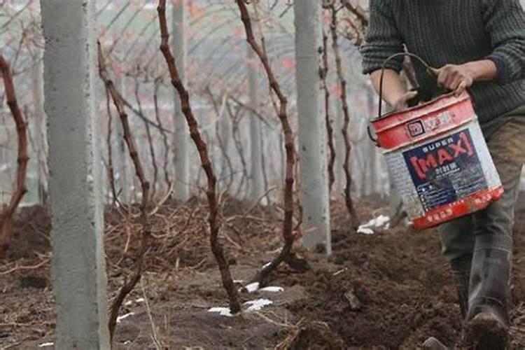 柠檬树需要施什么类型的肥料？