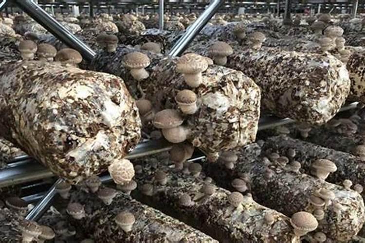 温室种植辣椒在育苗时,都有哪些注意事项？