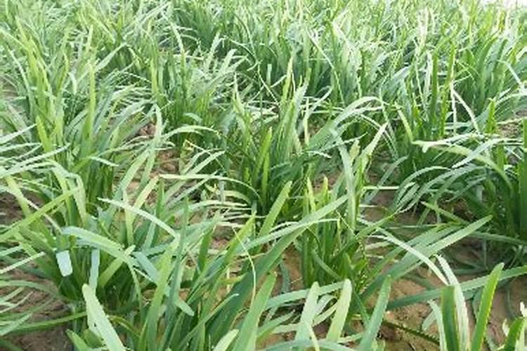 如何进行韭菜强化营养生产？
