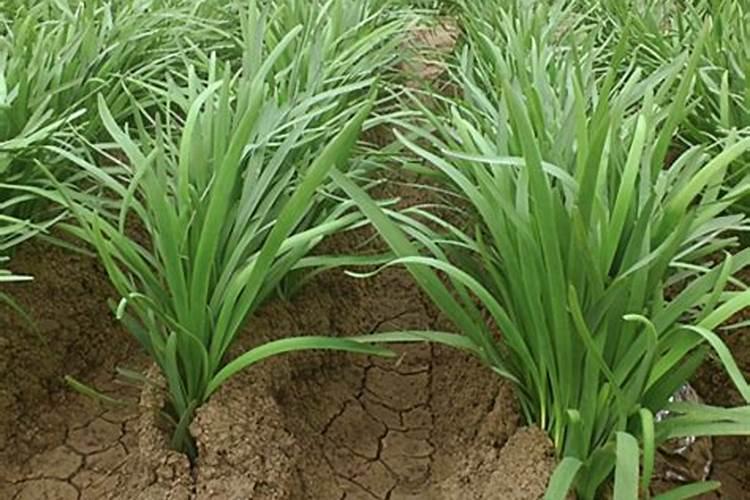 韭菜种植的方法？