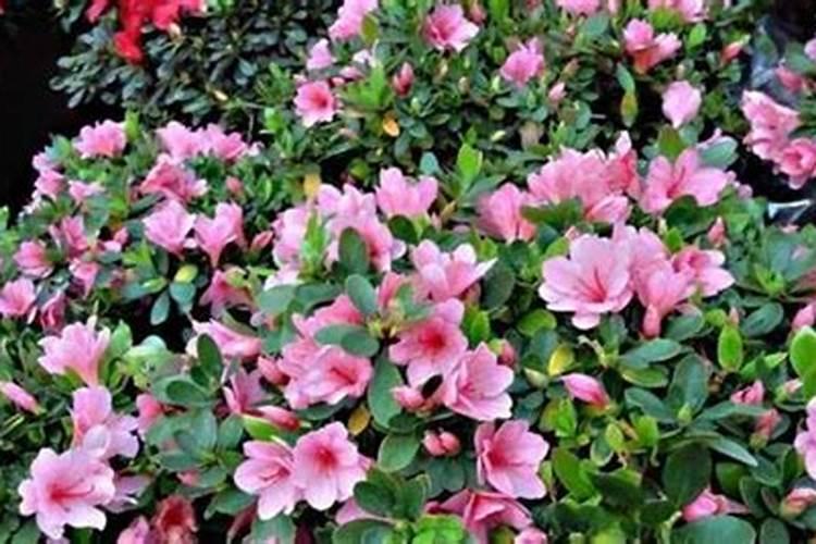 种黄芪肥料咋施