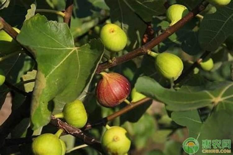 无花果用什么肥料