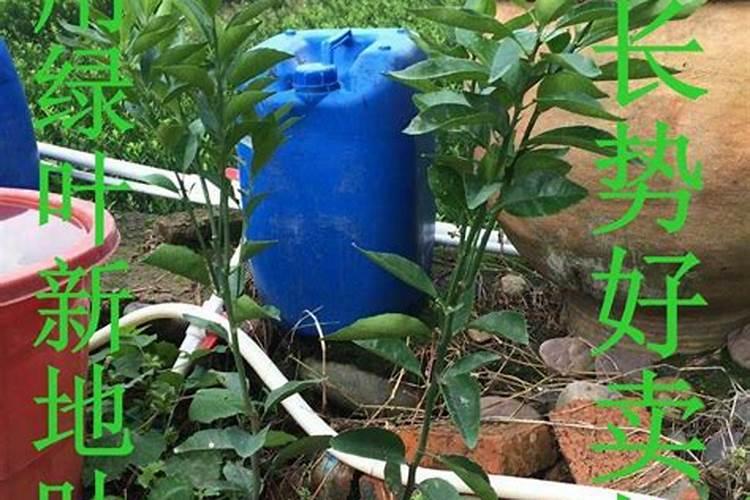 微量元素怎么补充