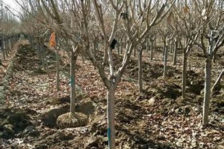 樱花怎么施肥 樱花如何施肥