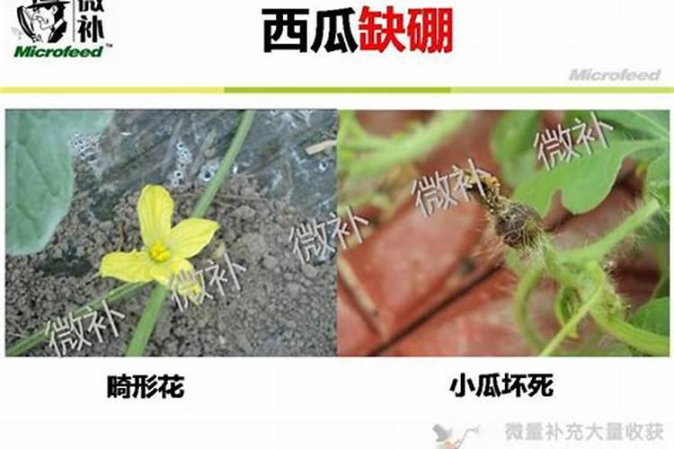 硼砂可以当硼肥用吗？为什么？