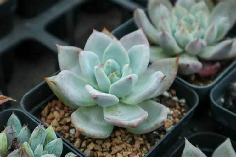 梨树壮果肥什么时候施好？梨树专用膨果叶面肥哪种好