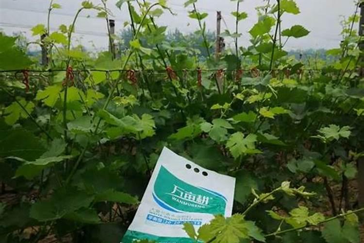 复合肥销量排行榜前十名